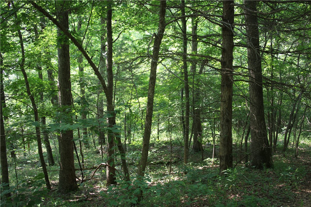 Image 13