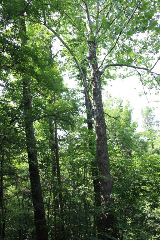 Image 18