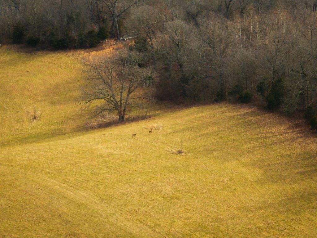 Image 31