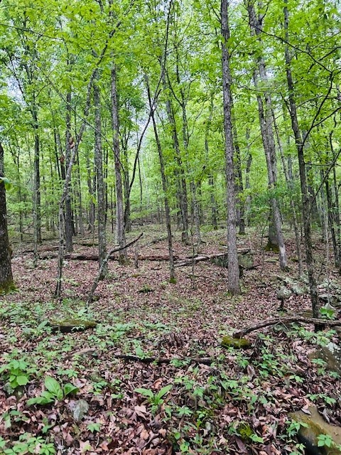 Image 11