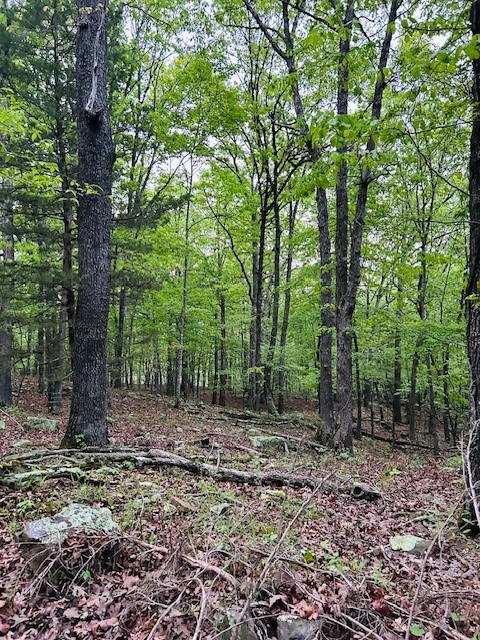 Image 15