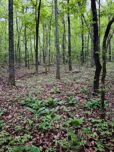 Image 17