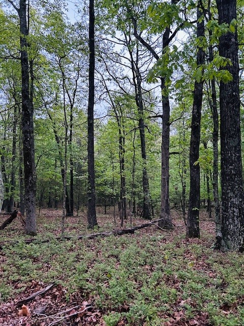 Image 15