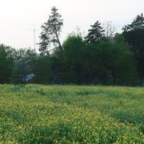 Image 28