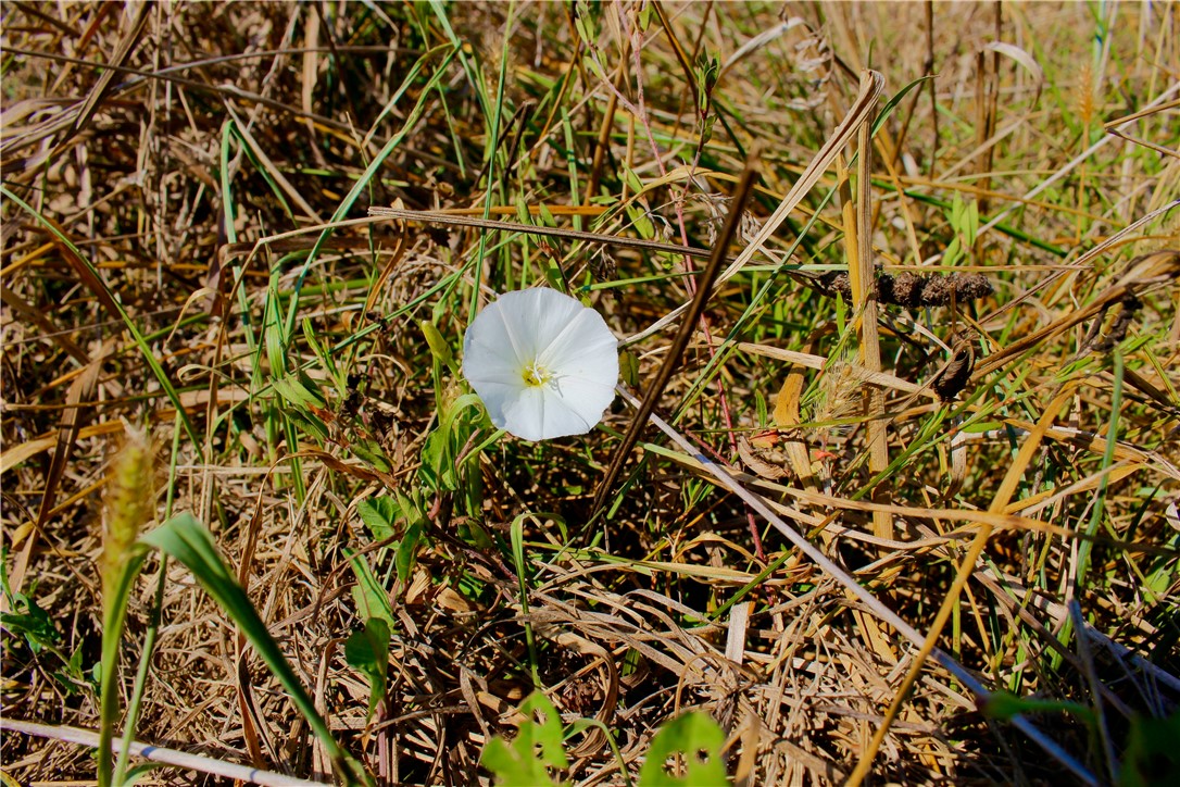 Image 37