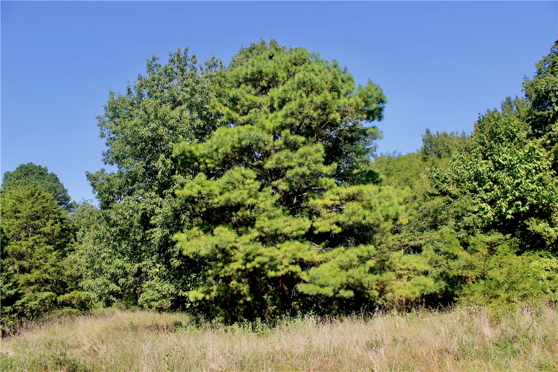 Image 21