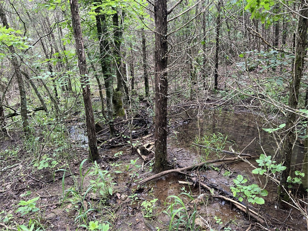 Image 15