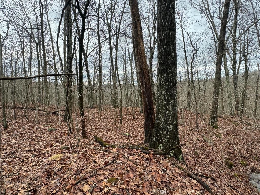 Image 15