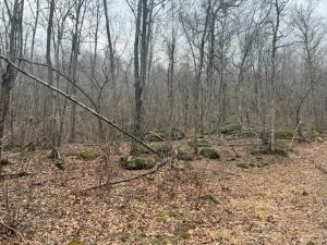 Image 15