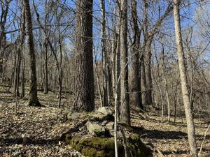 Image 15