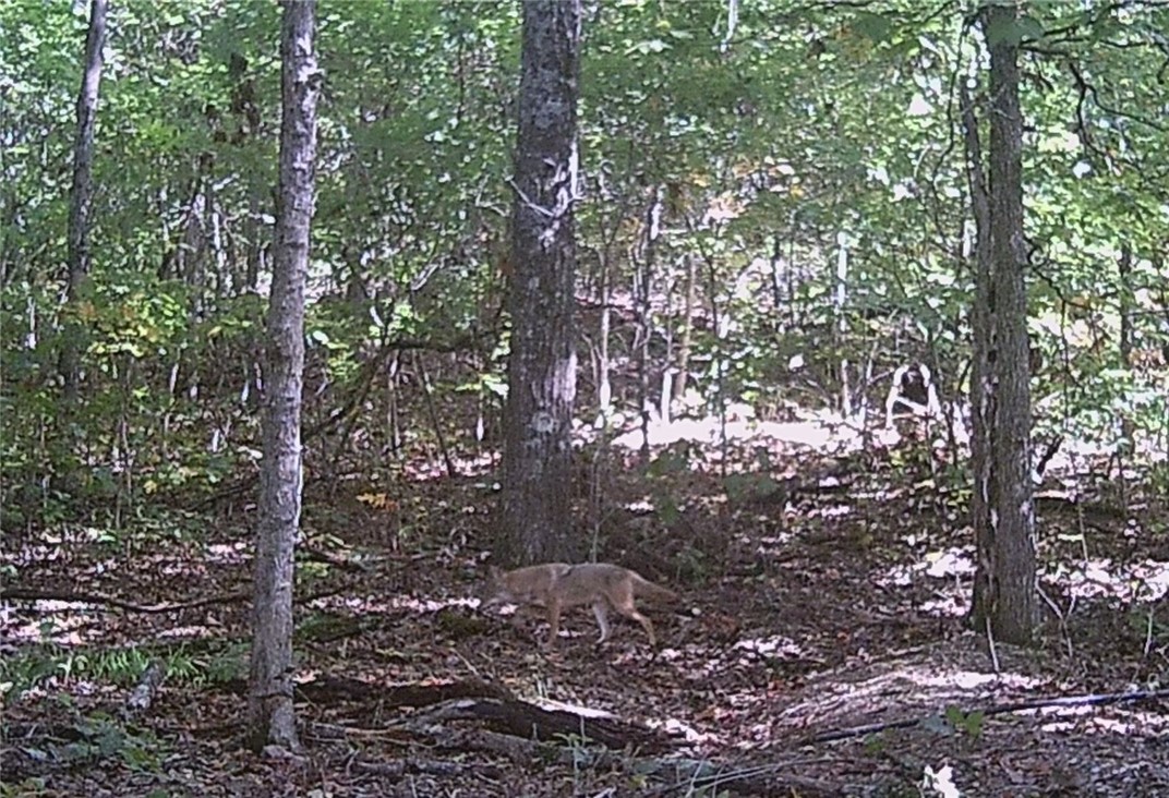 Image 38
