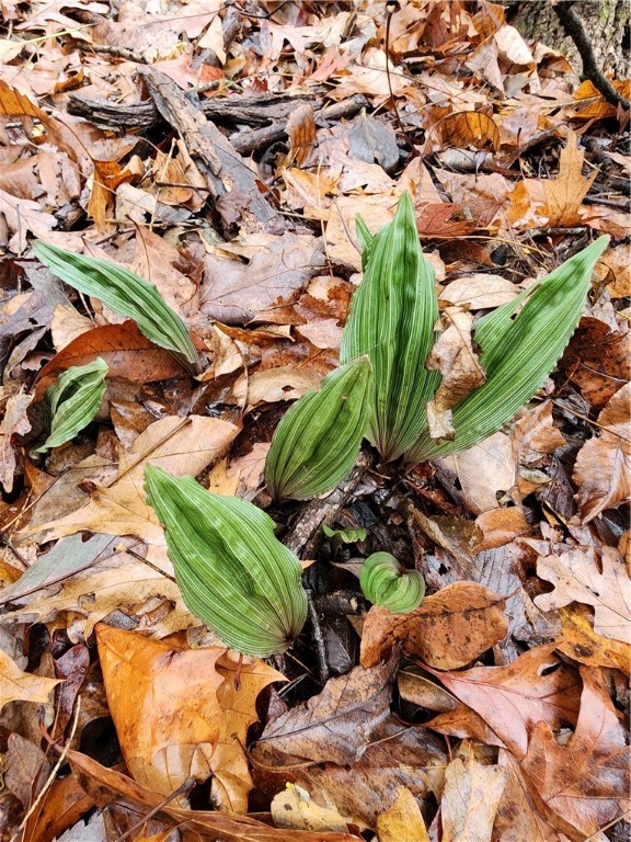 Image 13