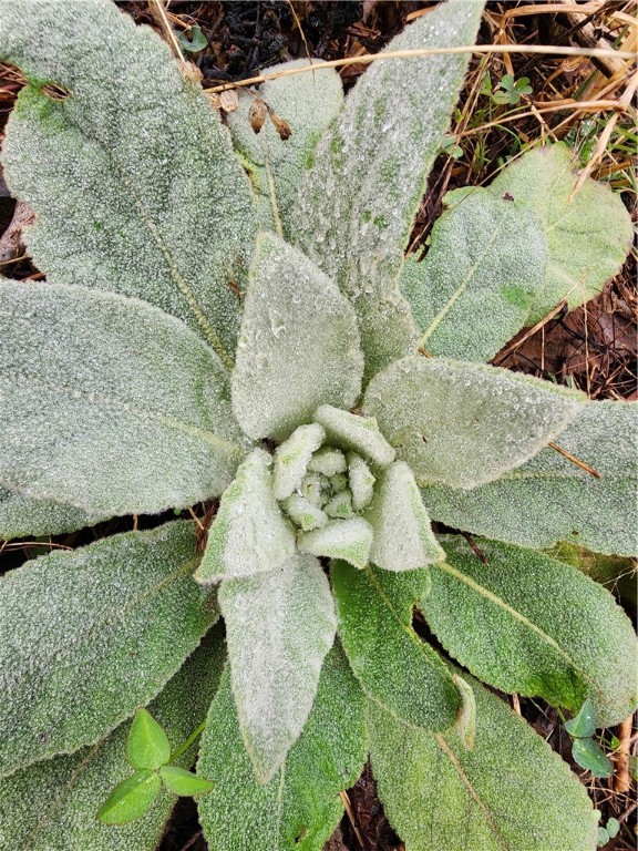 Image 14