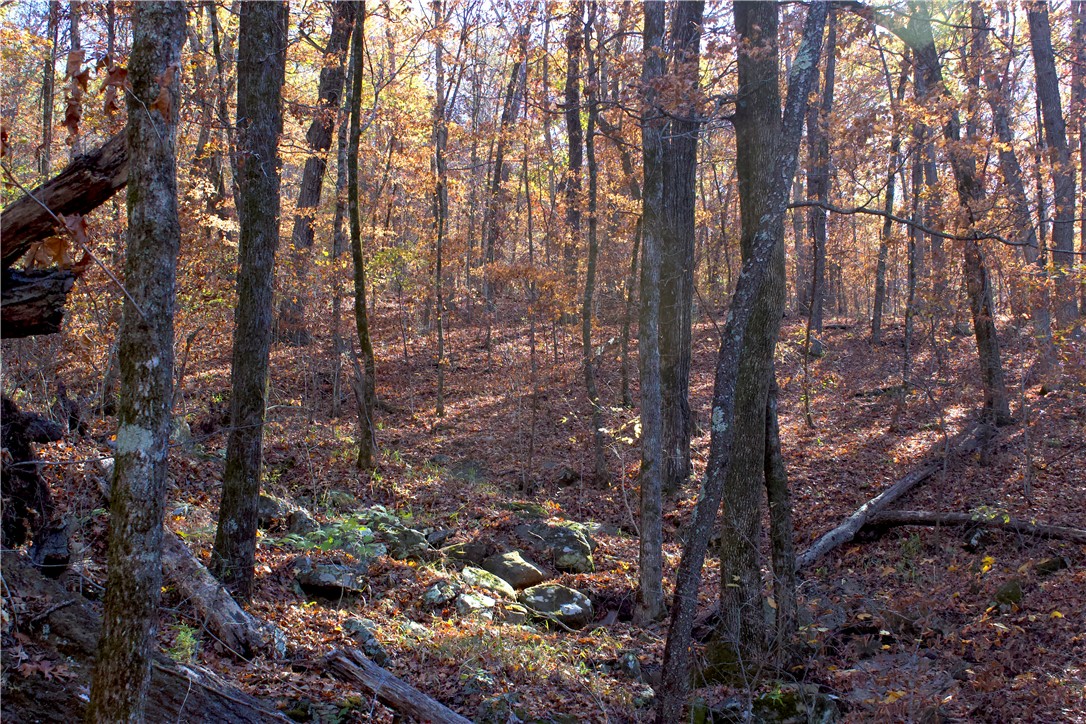 Image 41