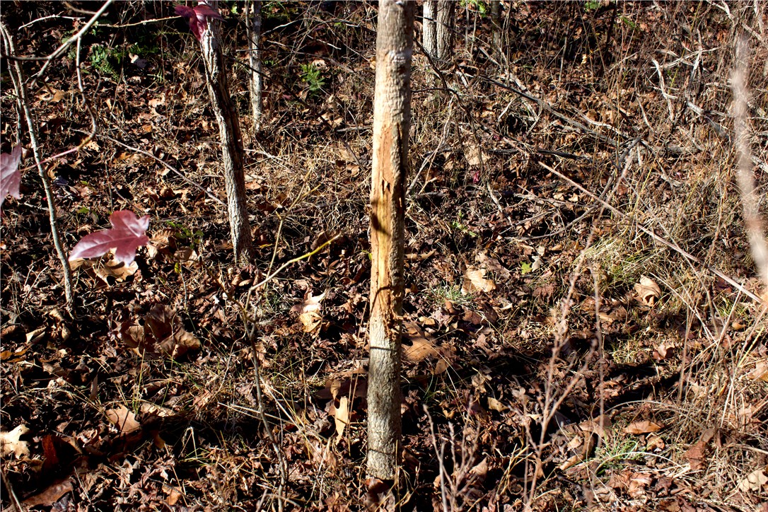 Image 49