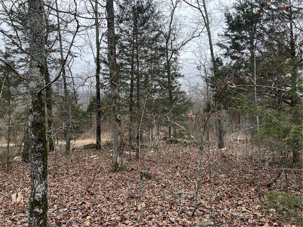 Image 11