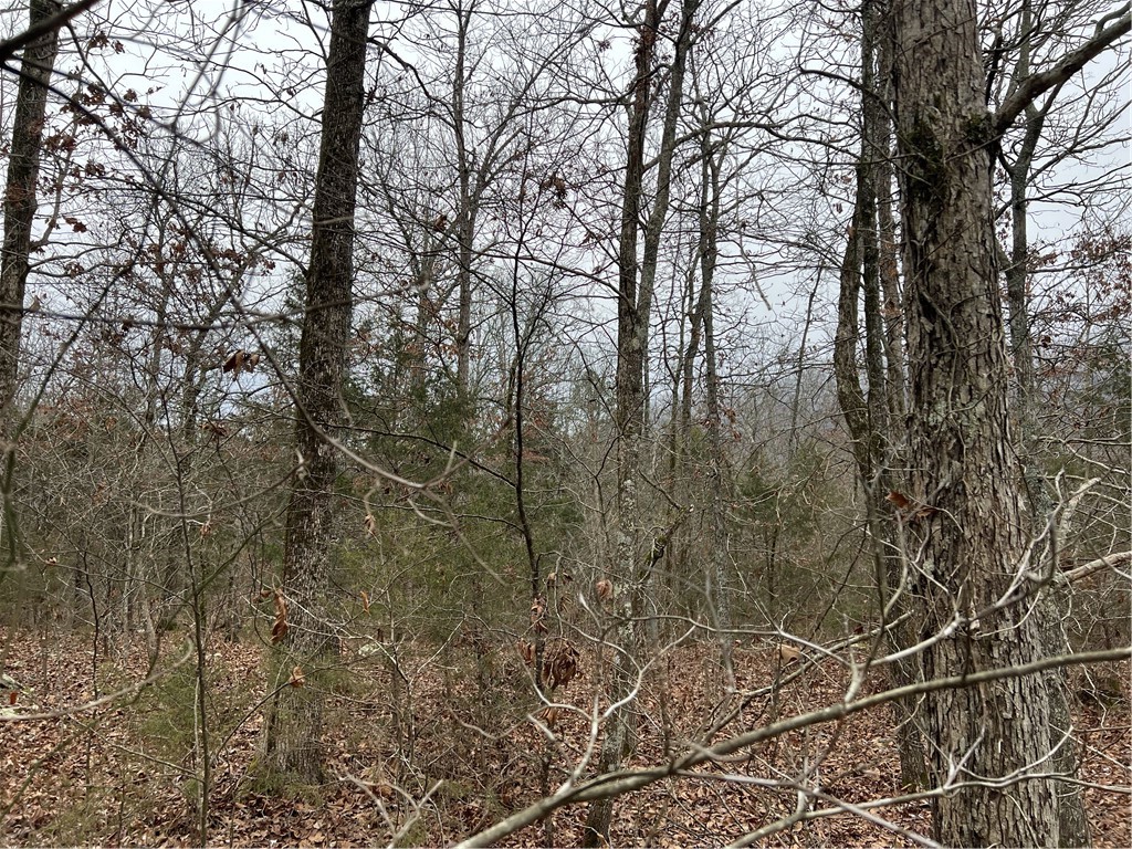 Image 12