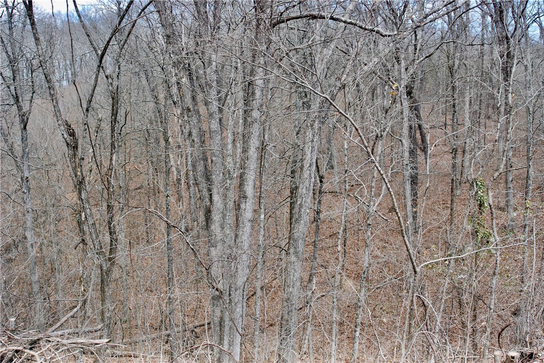Image 17