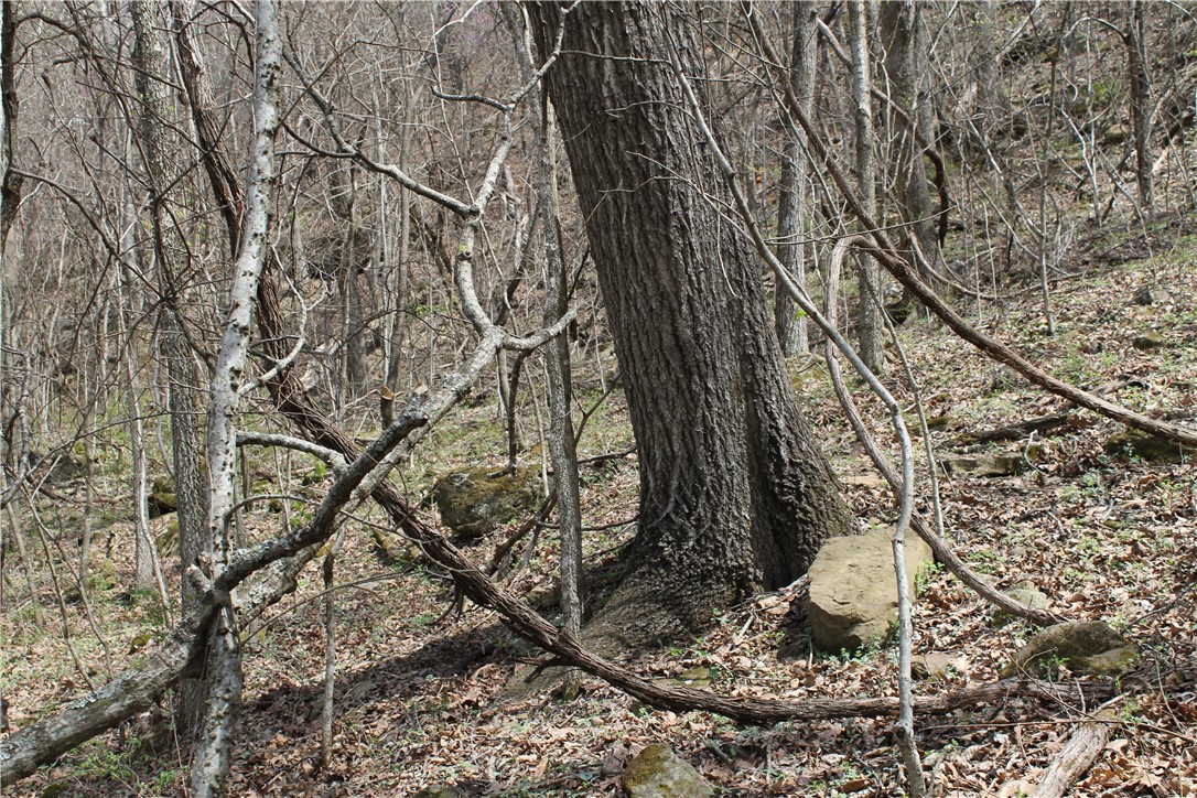 Image 13