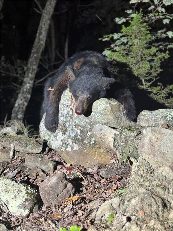 Image 31
