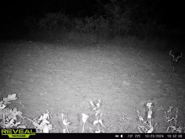 Image 36
