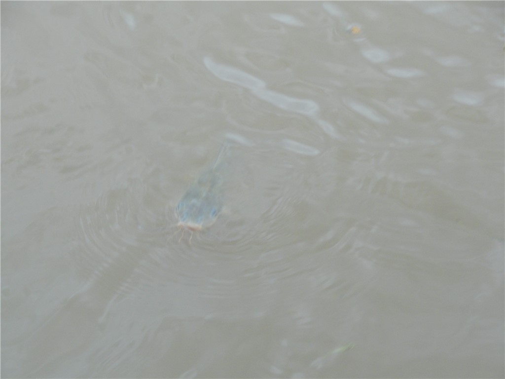 Image 19