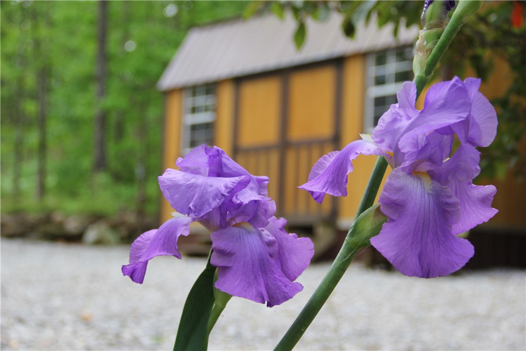 Image 12