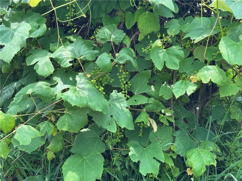 Image 14