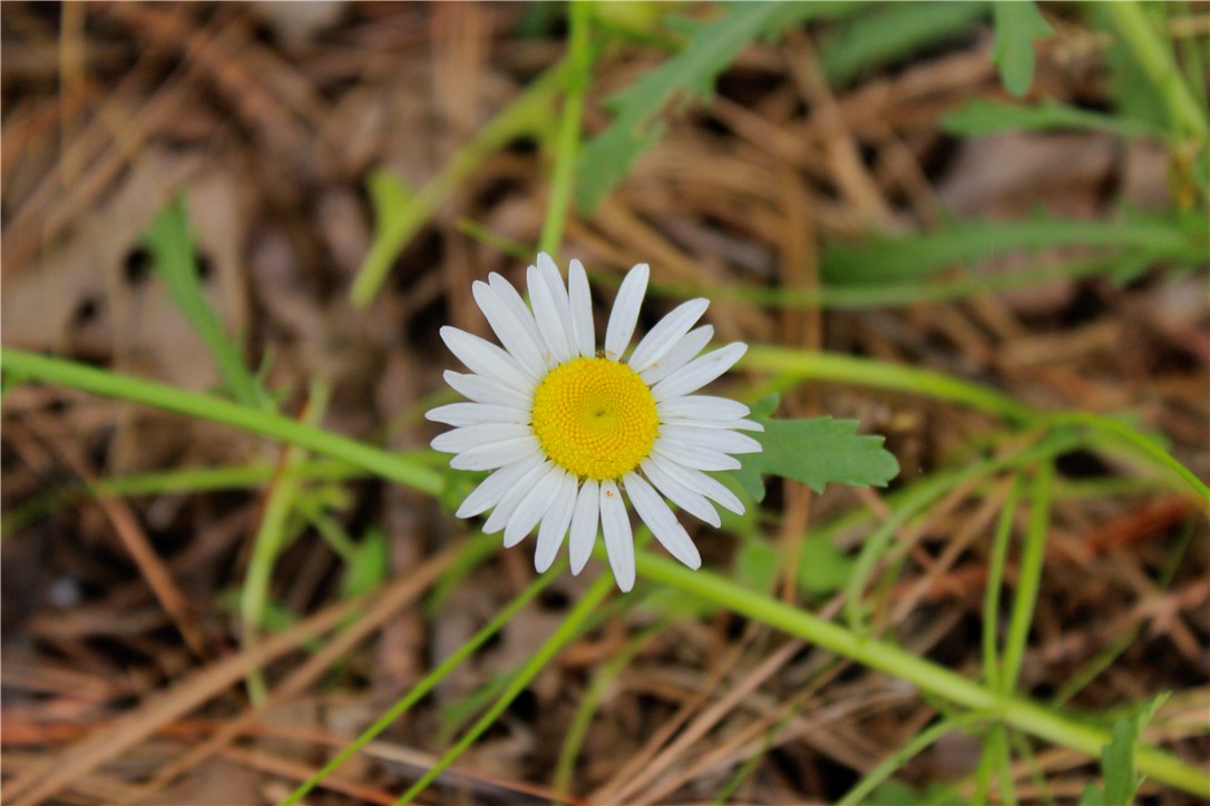 Image 39