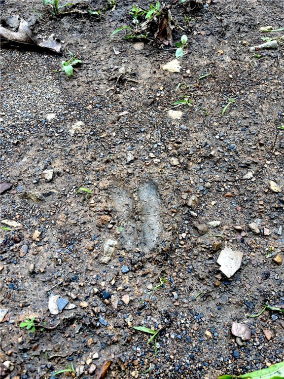 Image 54