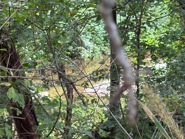 Image 13