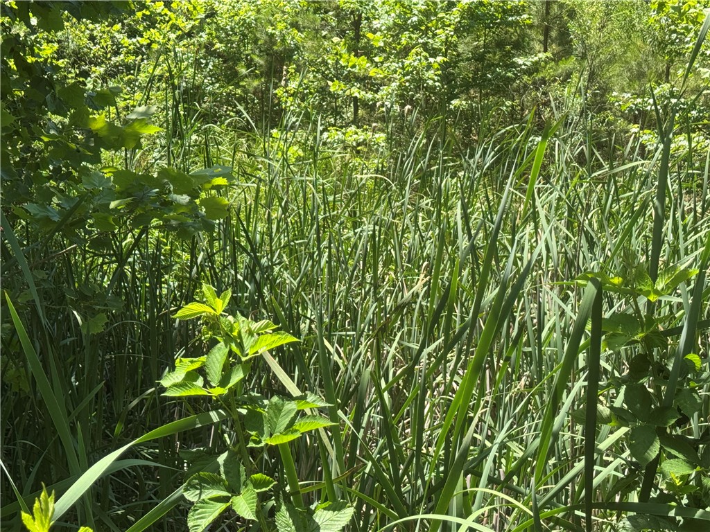 Image 15