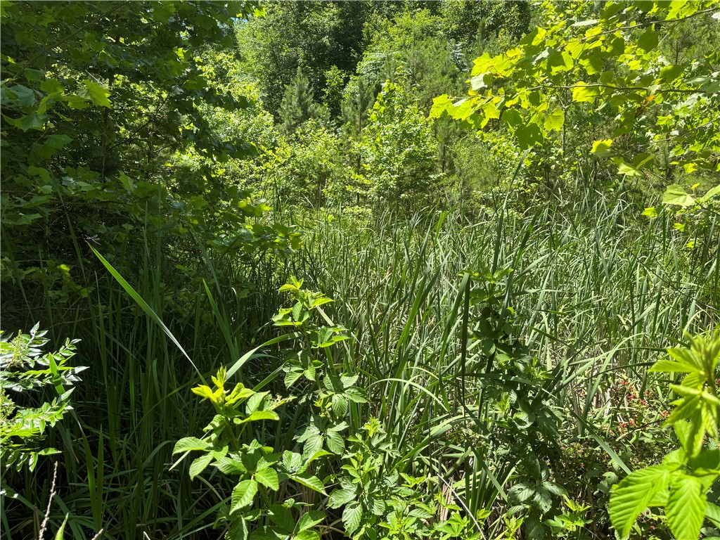 Image 16