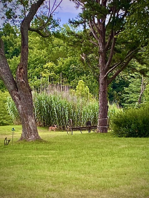 Image 28