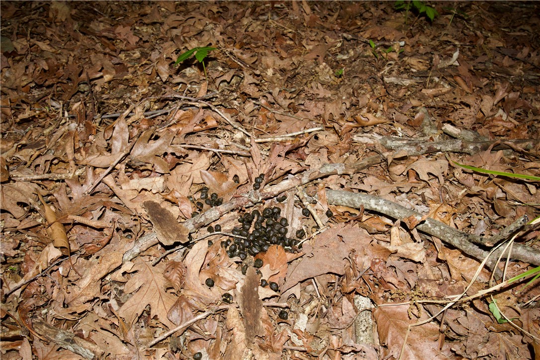 Image 46