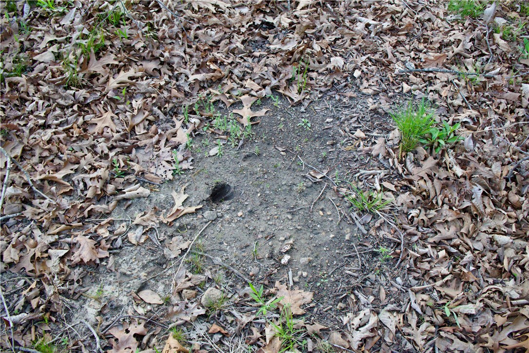 Image 36