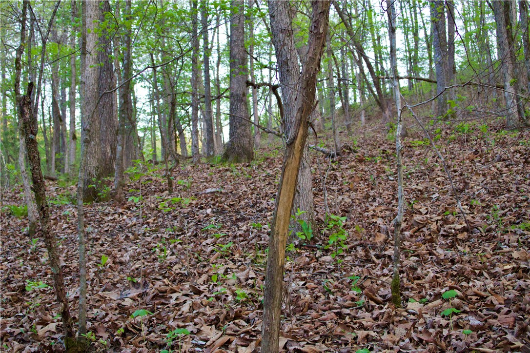 Image 40