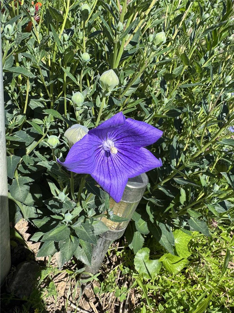 Image 18