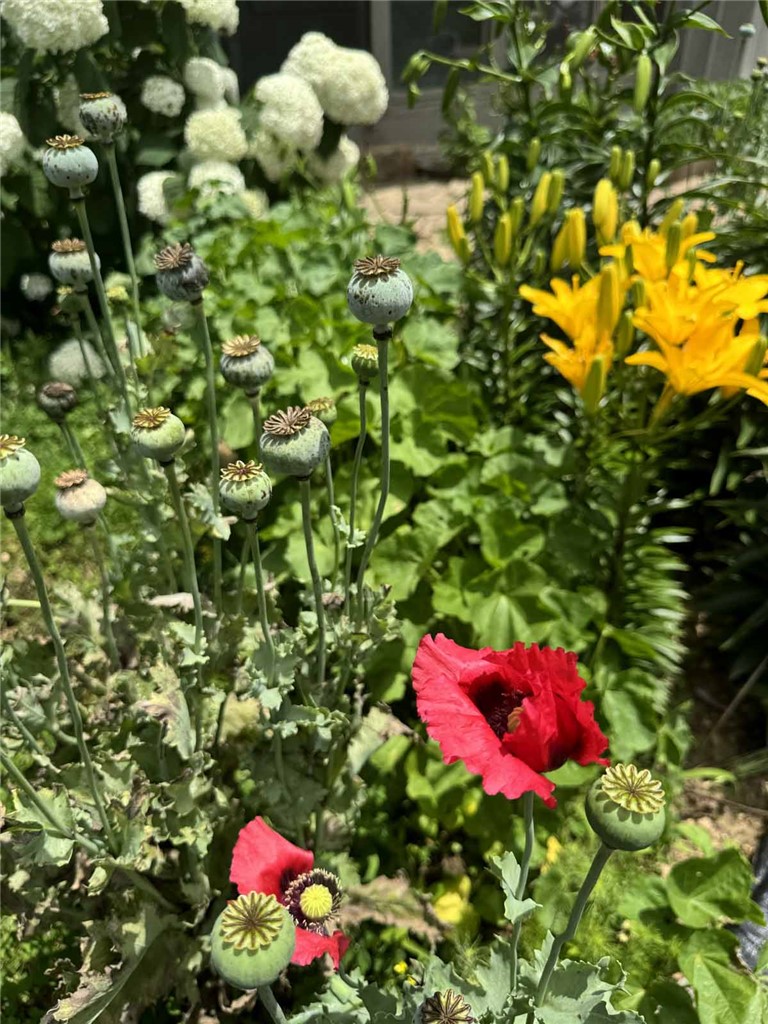 Image 27