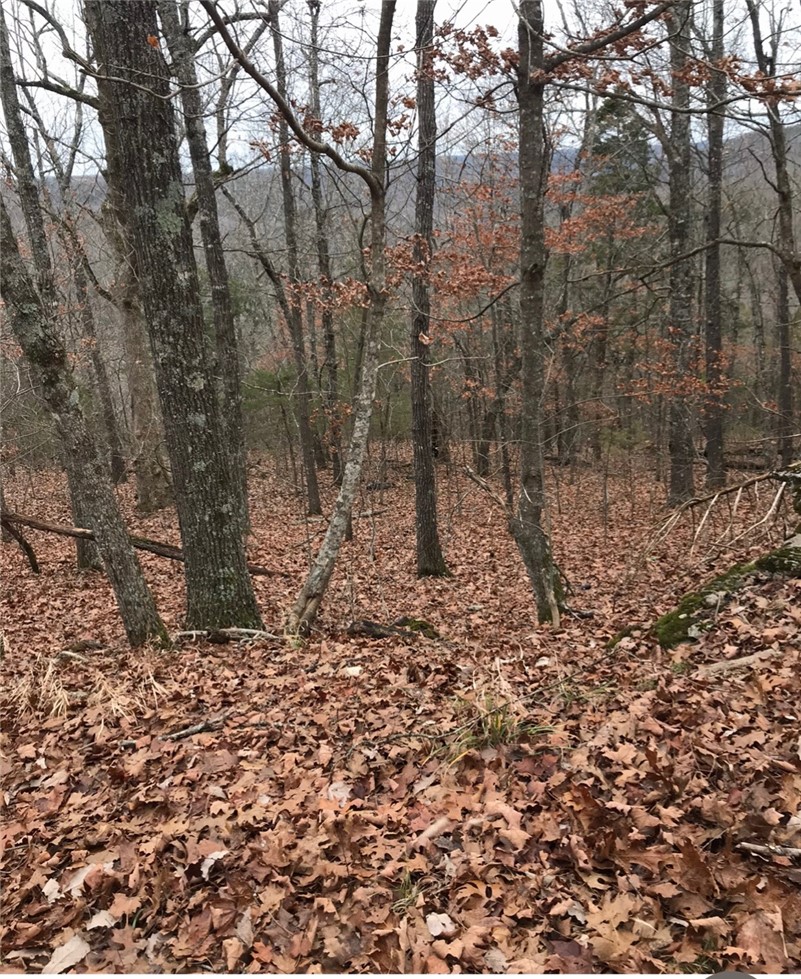 Image 14