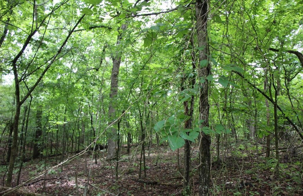 Image 13