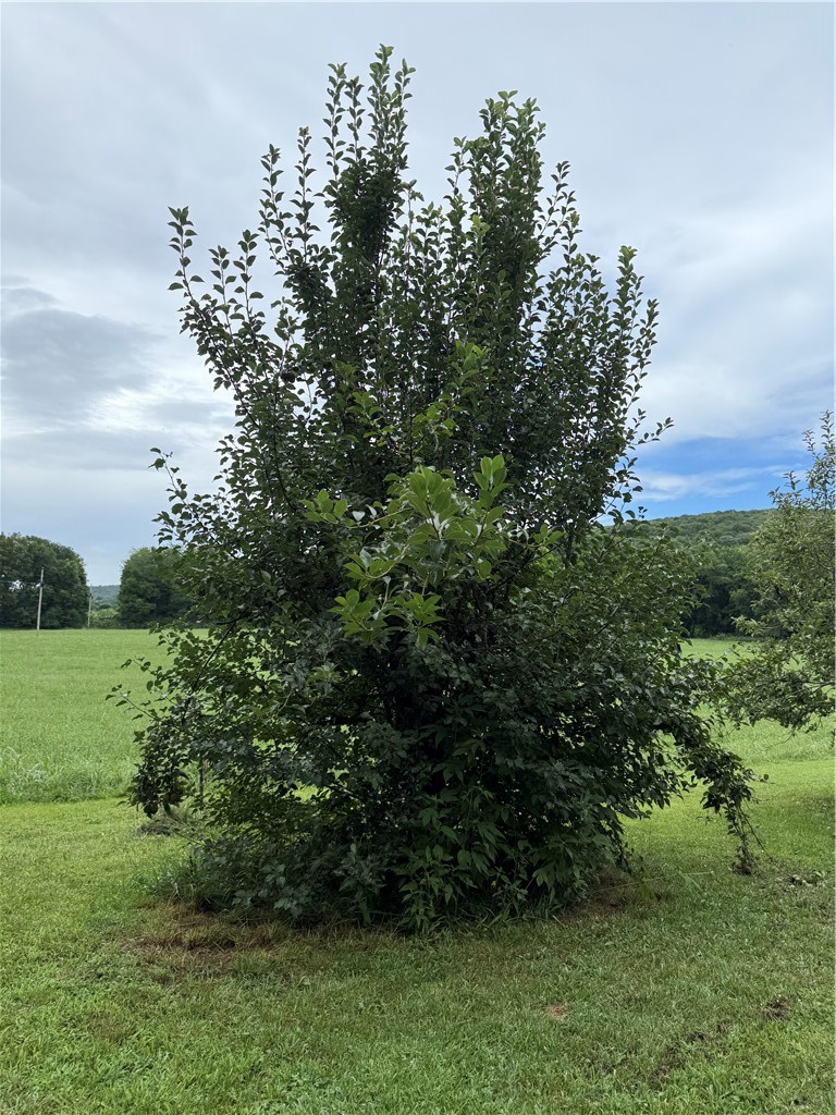 Image 8