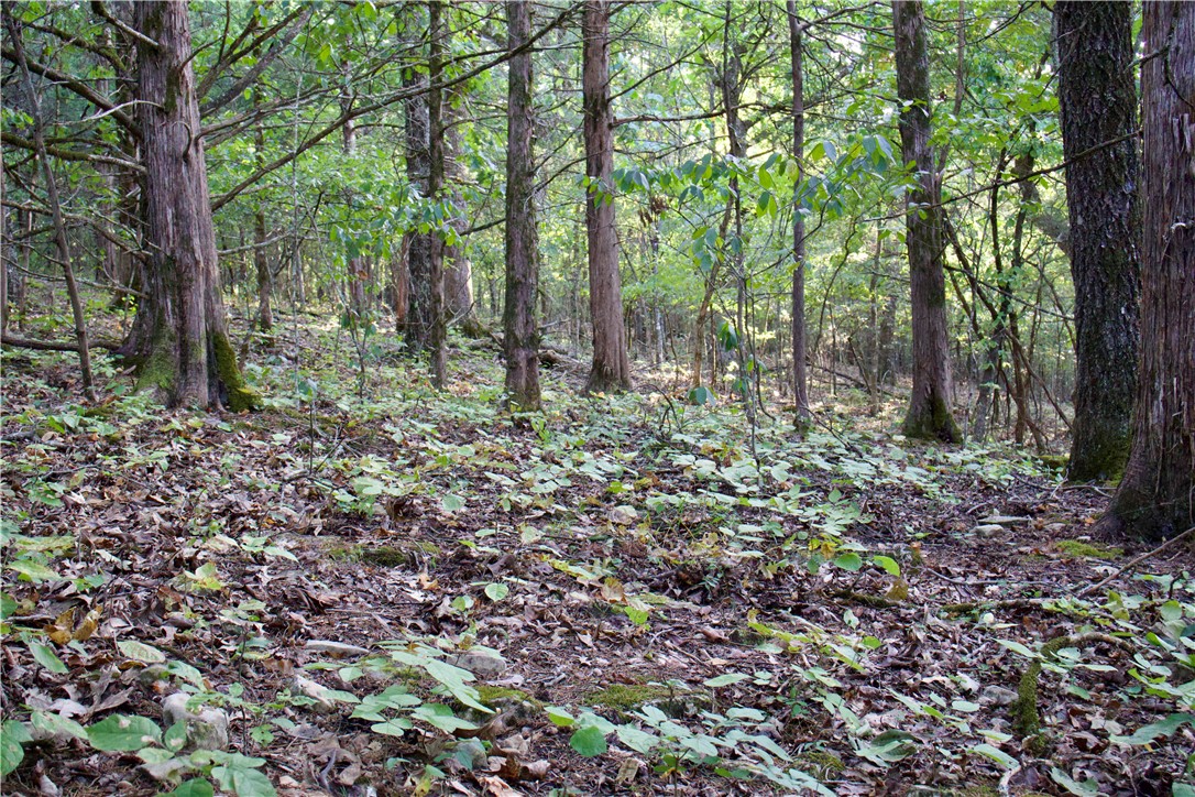Image 30