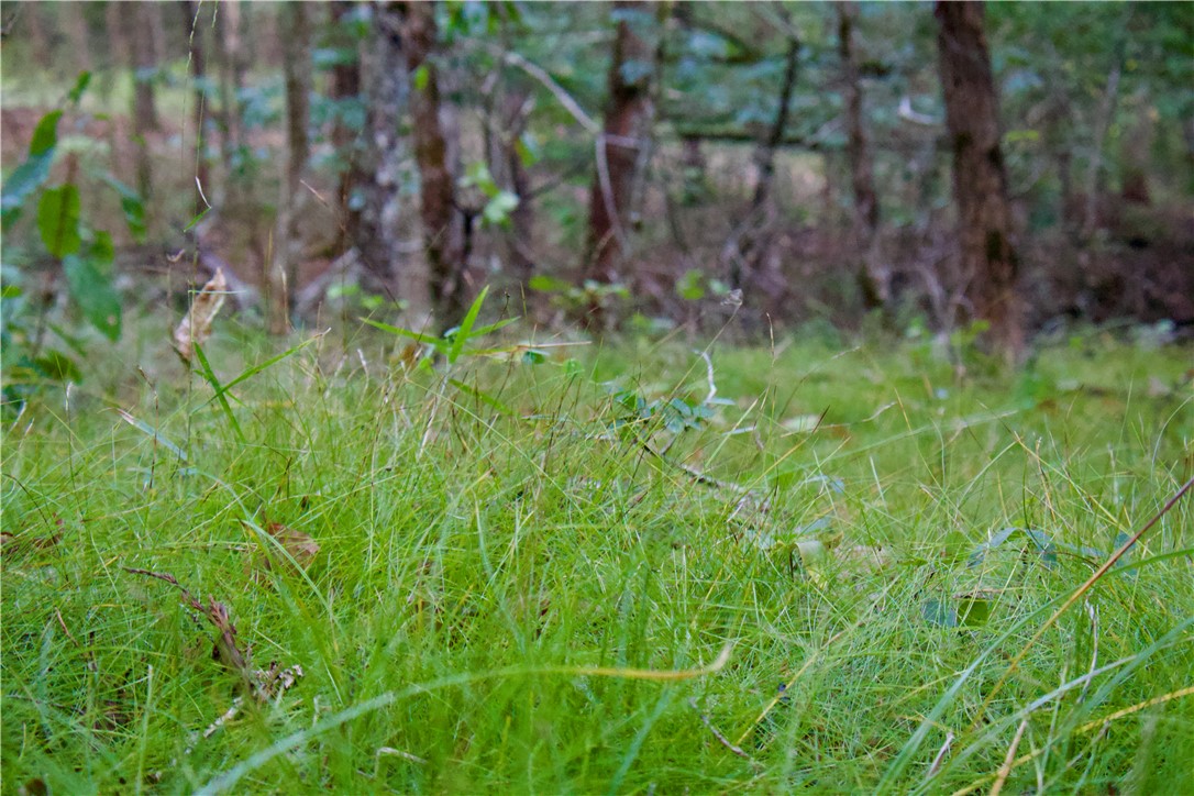 Image 46