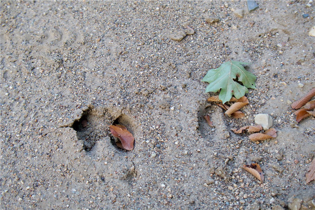 Image 52