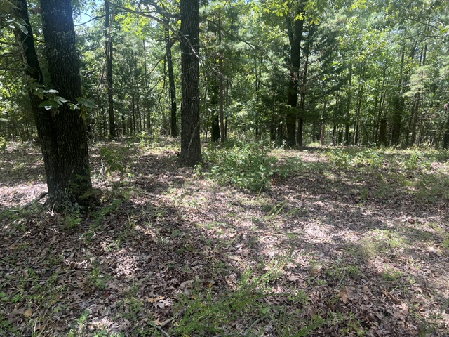 Image 19