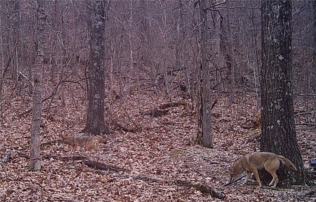 Image 36