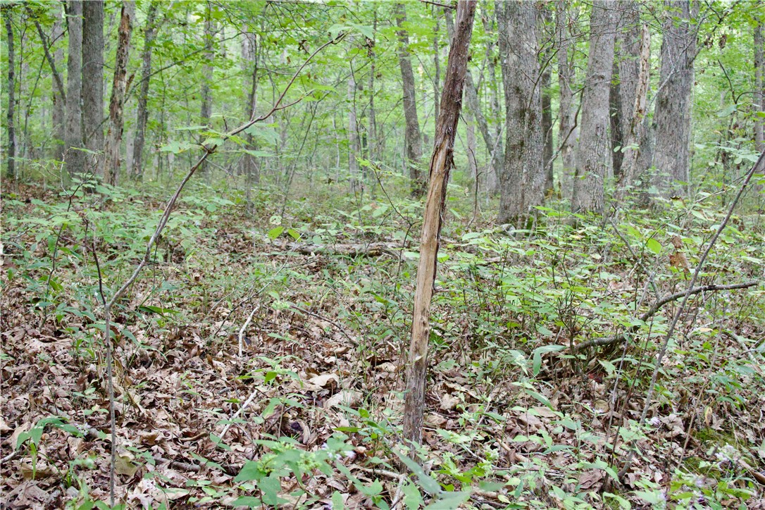 Image 37